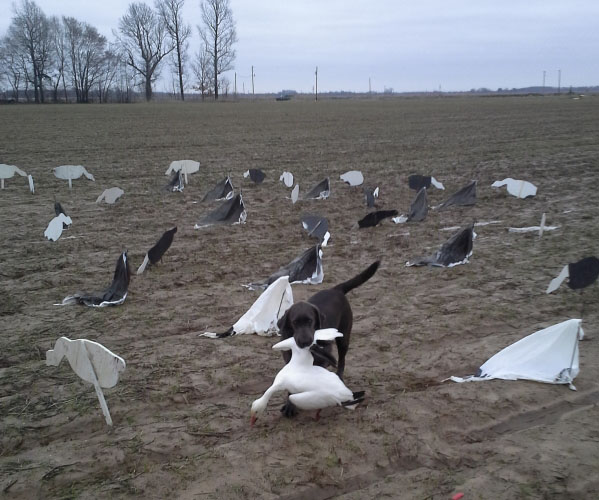 Arkansas Goose Hunting 